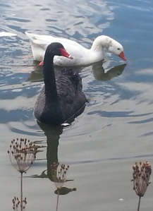 inktuition black swan